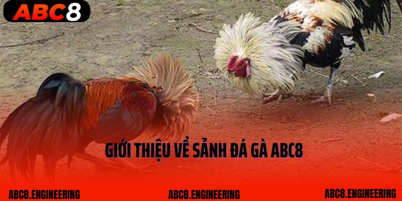 Giới thiệu về sảnh Đá gà ABC8