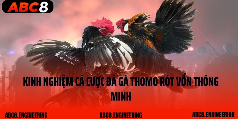 Kinh nghiệm cá cược đá gà Thomo rót vốn thông minh