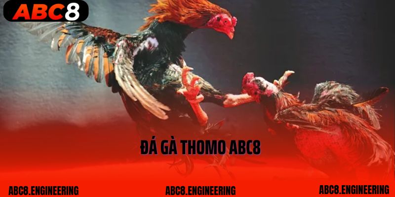 Bật Mí Kinh Nghiệm Cá Cược Đá Gà Thomo ABC8 Toàn Thắng